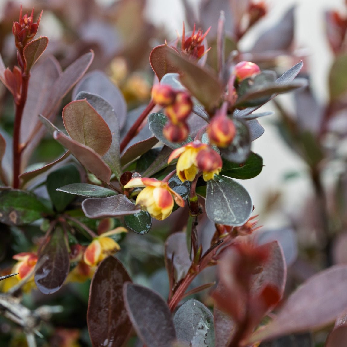 Close-up of Worry Free Crimson Cutie Barberry with small yellow flowers and purple leaves.