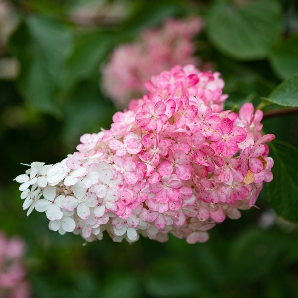 WorryFree® Ruby Snow Hydrangea Tree