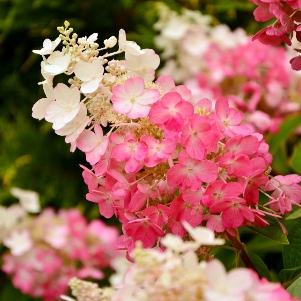 WorryFree® Ruby Snow Hydrangea Tree