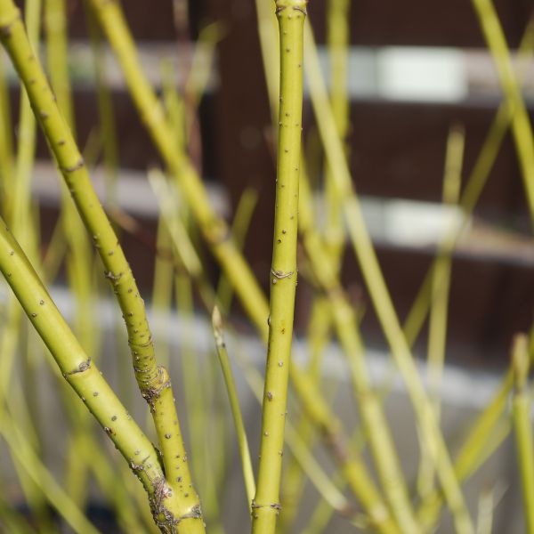 Arctic Fire® Yellow Twig Dogwood