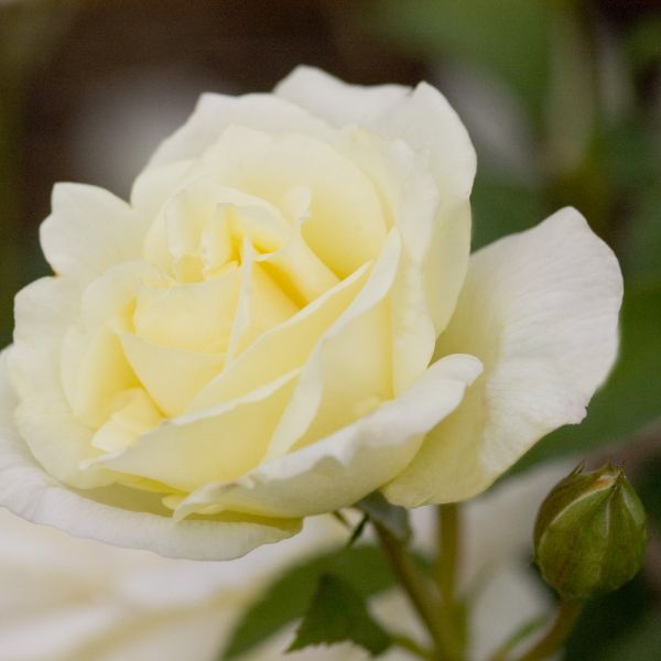 Easy Elegance® Macy's Pride™ Rose