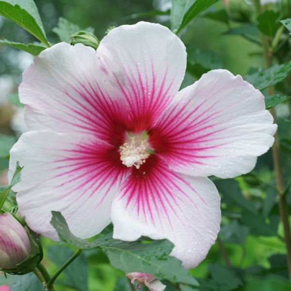 Proven Winners® Paraplu Pink Ink® Rose of Sharon