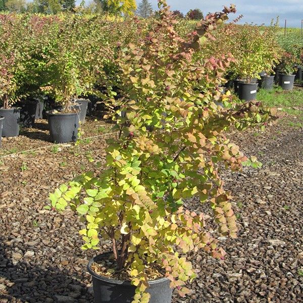 Magic Berry Snowberry