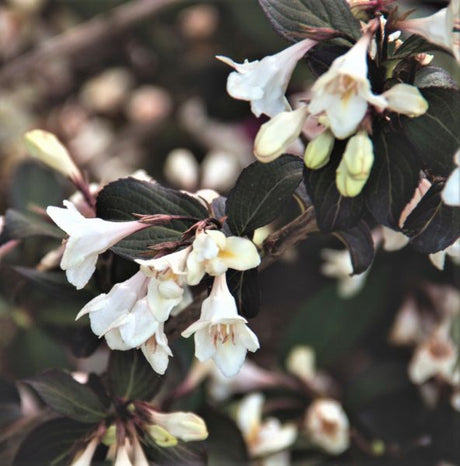 Tuxedo™ Weigela