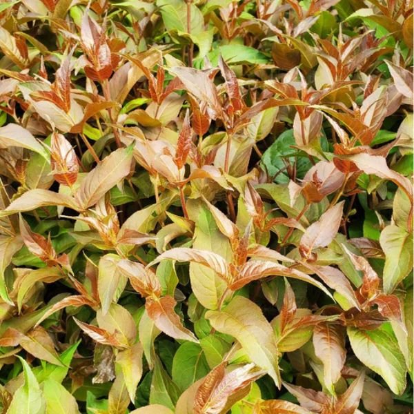 Ru-Bee Wren™ Bush Honeysuckle