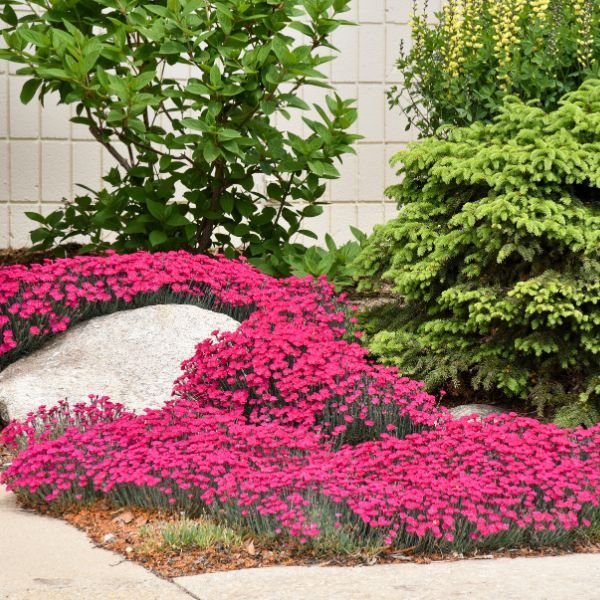Proven Winners® ColorChoice® Paint The Town Magenta Dianthus