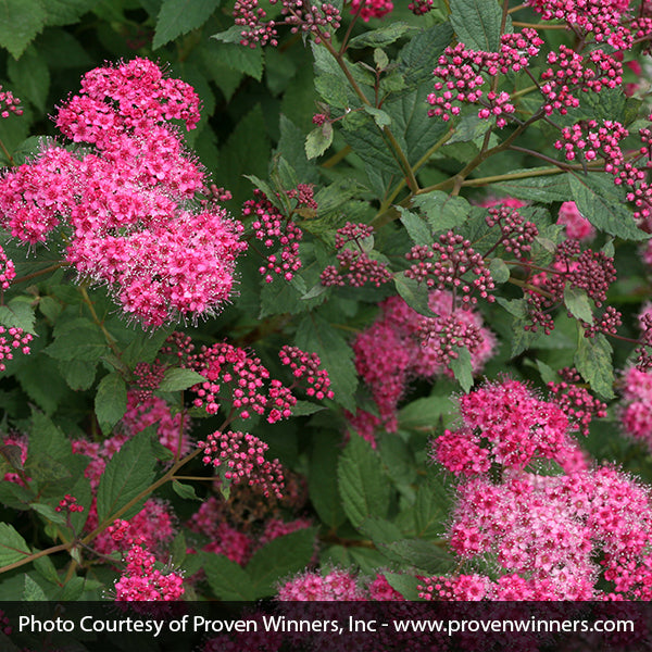 Double Play® Pink Spirea