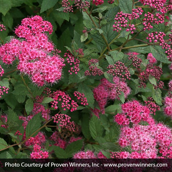 Double Play® Pink Spirea