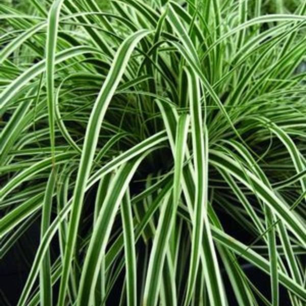 EverColor® Everest™ Variegated Sedge Grass