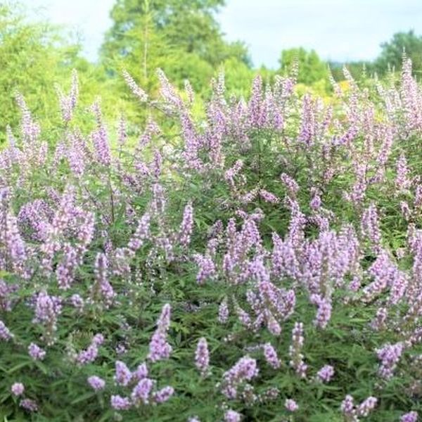 First Editions® Galactic Pink® Chaste Tree