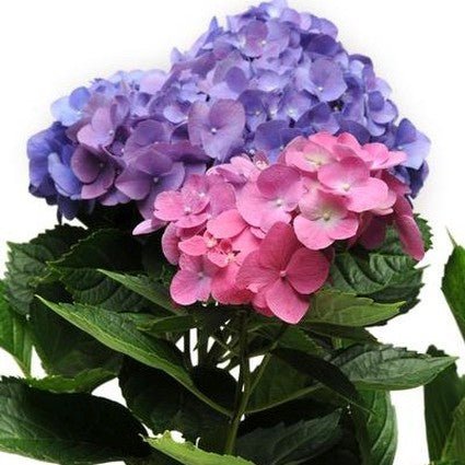 LA Dreamin'® Hydrangea