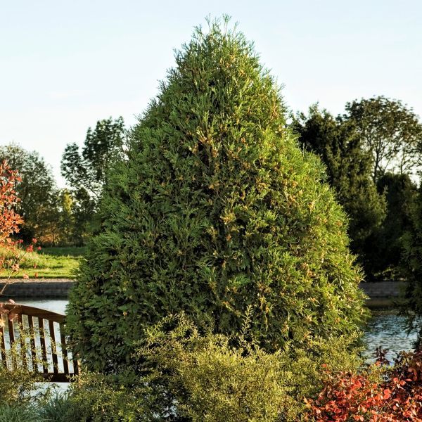 First Editions® Technito® Arborvitae
