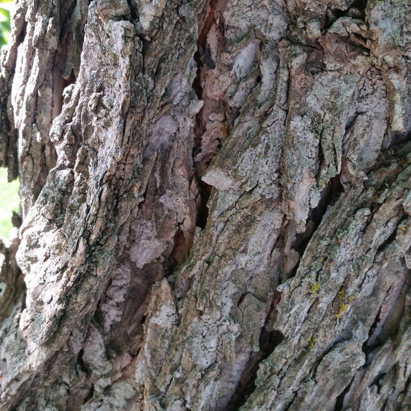 Close-up of Ohio Buckeye bark showing the corky, plated gray-brown texture of a mature trunk
