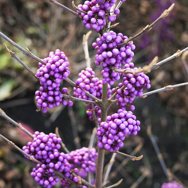 Plump & Plentiful™ Lilac Beautyberry