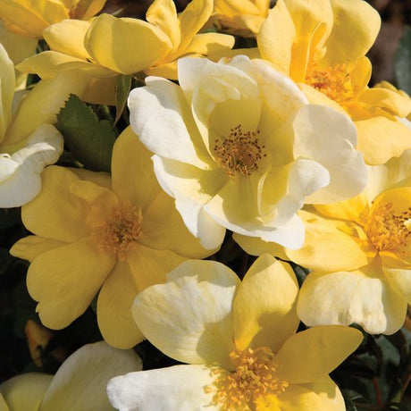 Sunny Knock Out® Rose