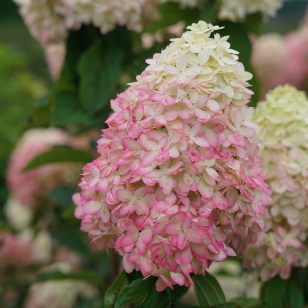 Limelight Prime® Panicle Hydrangea