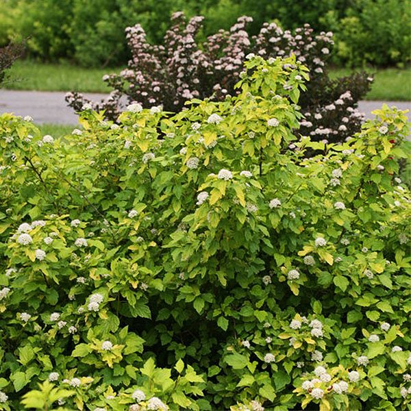 Proven Winners® Festivus Gold® Ninebark