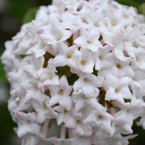 Proven Winners® ColorChoice® Sugar N' Spice™ Korean Spice Viburnum