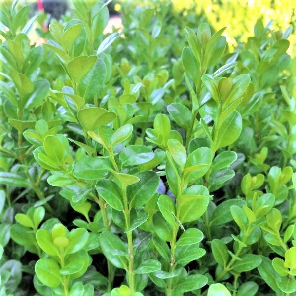 Proven Winners® ColorChoice® Sprinter® Boxwood