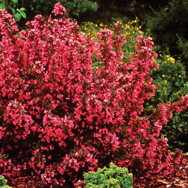 Wine & Roses® Weigela