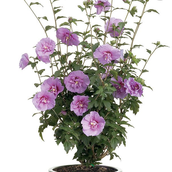 Lavender Chiffon® Rose of Sharon Shrub