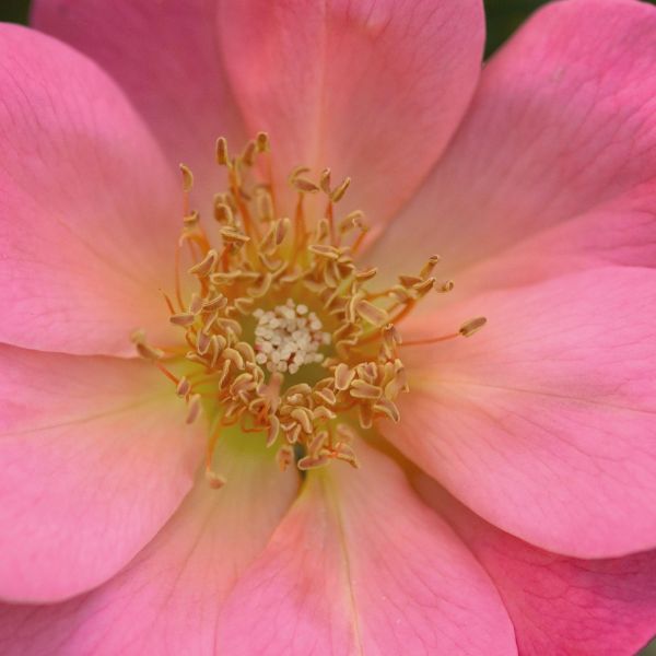 Easy Elegance® All the Rage Rose