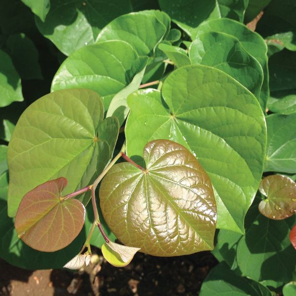 Pink Pom Poms Redbud