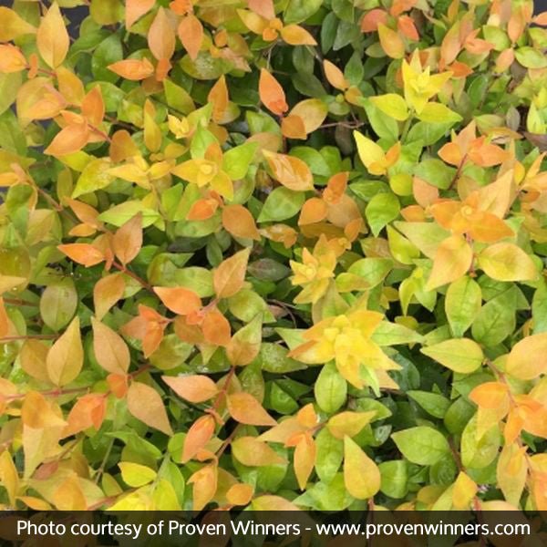Proven Winners? Funshine? Abelia