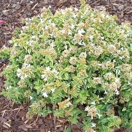 Kaleidoscope Abelia Bush (Abelia x grandiflora 'Kaleidoscope'), a shrub featuring white flowers and broad-leaved evergreen.