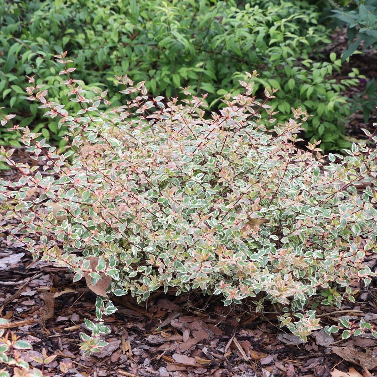 Tres Amigos® Abelia | Tricolor Foliage Shrub