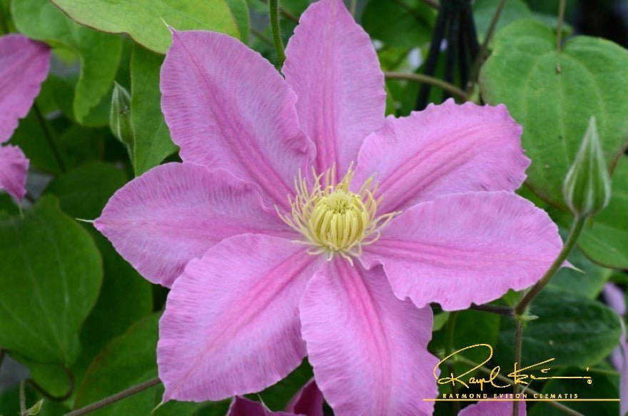 Abilene™ Clematis