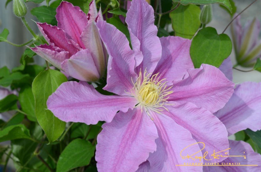 Abilene™ Clematis