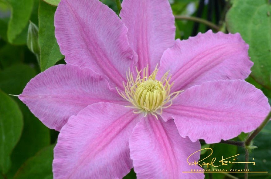 Abilene™ Clematis