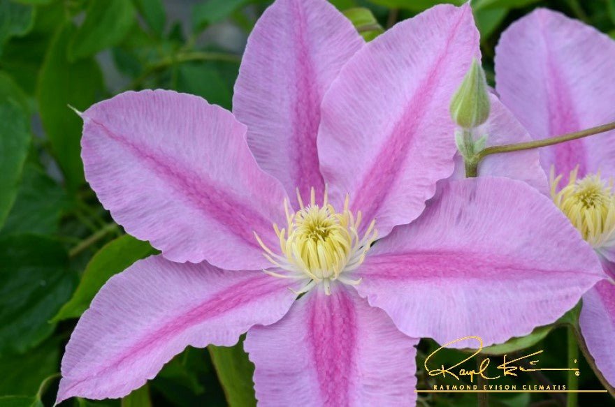 Abilene™ Clematis