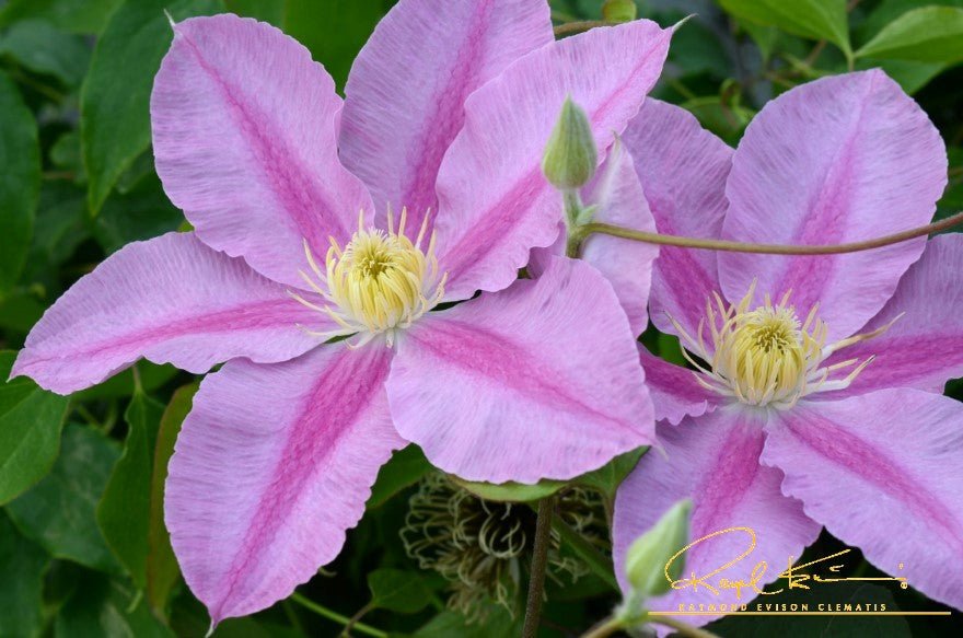 Abilene™ Clematis