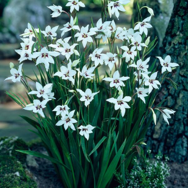 Acidanthera Gladiolus Blooms