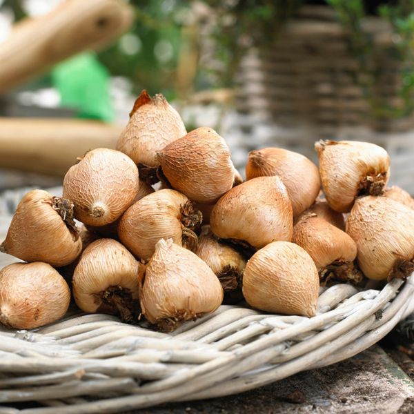 Acidanthera Gladiolus Bulbs