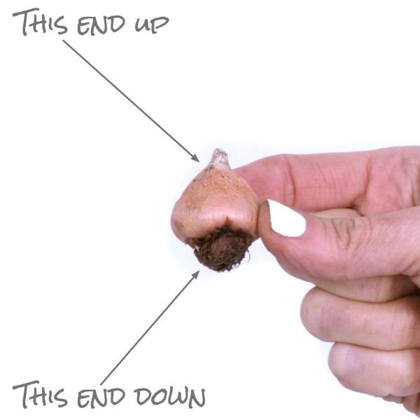 Acidanthera Gladiolus Which Way