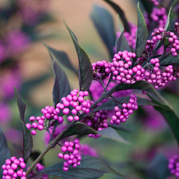 Pearl Glam® Beautyberry