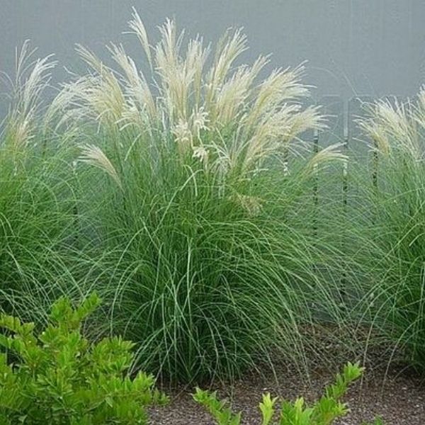 Adagio Maiden Grass (Miscanthus sinensis 'Adagio'), a perennial featuring white flowers and perennial.