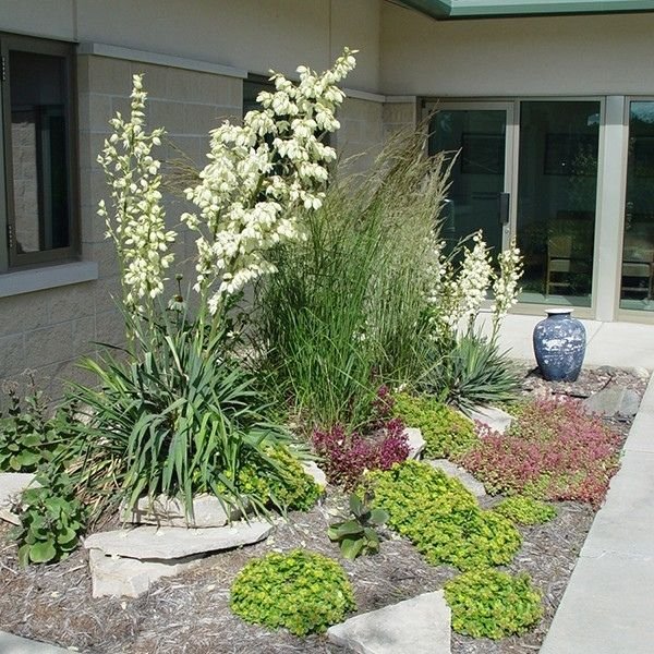 Close-up of white yucca flowers on Adam's Needle Yucca blooming in early summer to late summer.