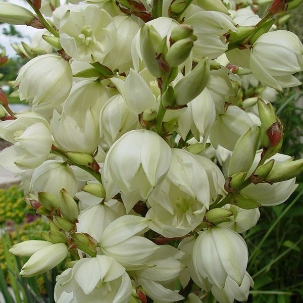 Adam's Needle Yucca (Yucca filamentosa) growing in a garden landscape, showing mature shrub form.