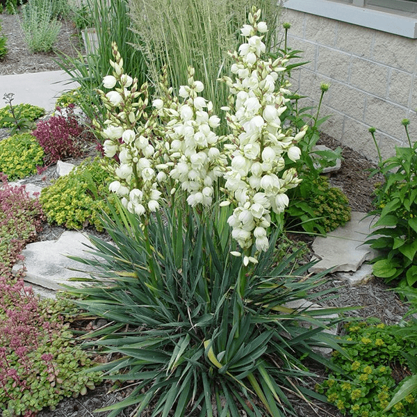 Adam's Needle Yucca (Yucca filamentosa), a shrub featuring white flowers and clumping, erect form.