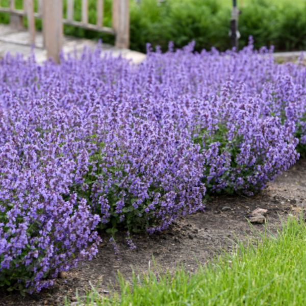 Proven Winners® ColorChoice® Cat's Pajamas Catmint