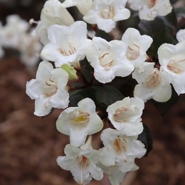 Proven Winners® Wine & Spirits® Weigela