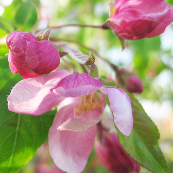 Close-up of a Louisa crabapple pink flower and rose-pink buds