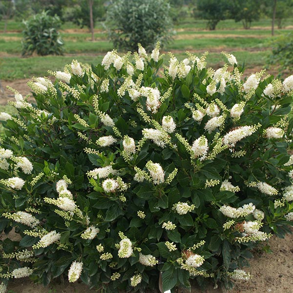 Sugartina® Summersweet