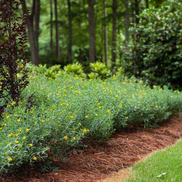 First Editions® Cobalt-n-Gold™ St. John's Wort