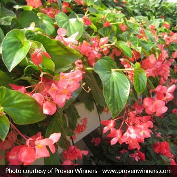 Dragon Wing® Pink Begonia