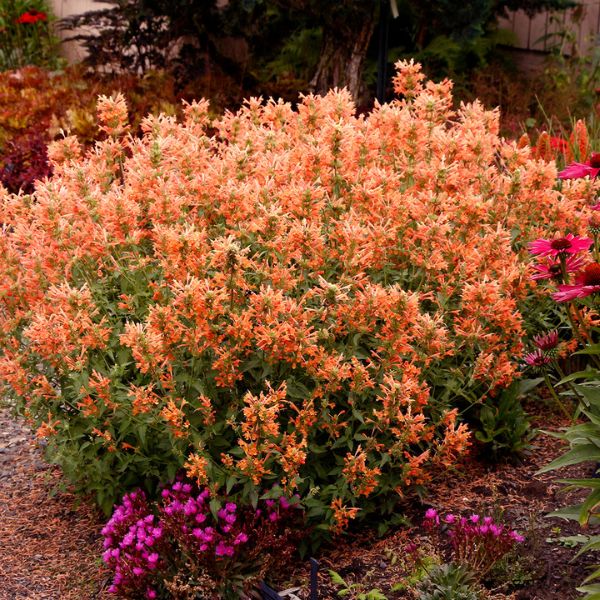 POQUITO™ Orange Hyssop